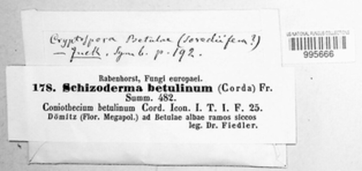 Schizoderma betulinum image